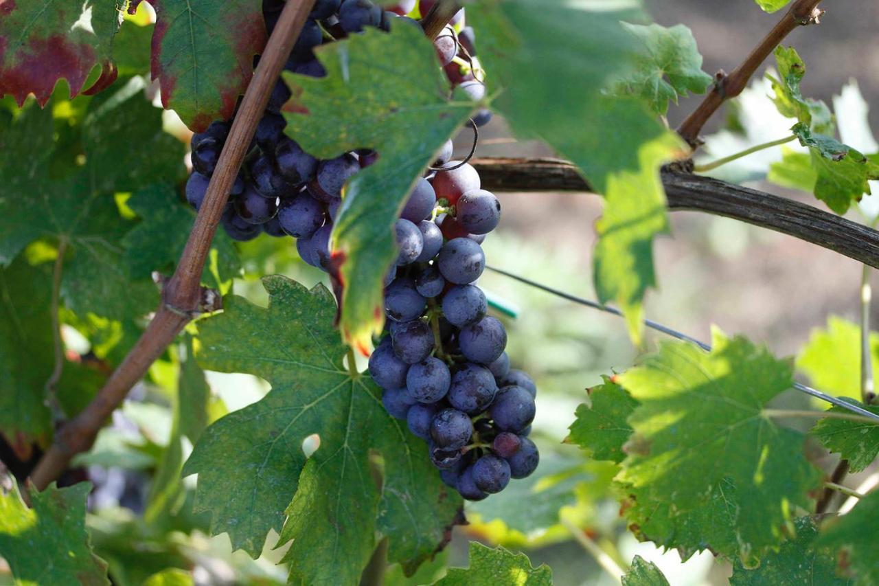 Locanda Da Bepi Marano di Valpolicella Exteriör bild